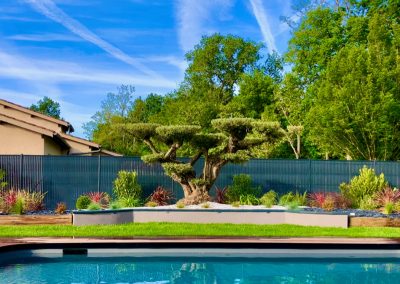 piscine avec arbuste decoratif